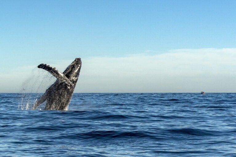 A humpback whale in Baja California Sur