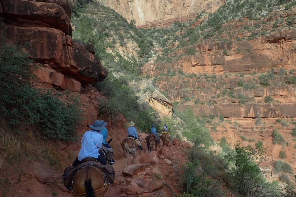Train of mules descending steep trail in Grand Canyon National Park with steep cliff walls on left side