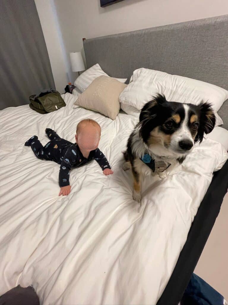 Baby lying on his tummy in bed next to dog