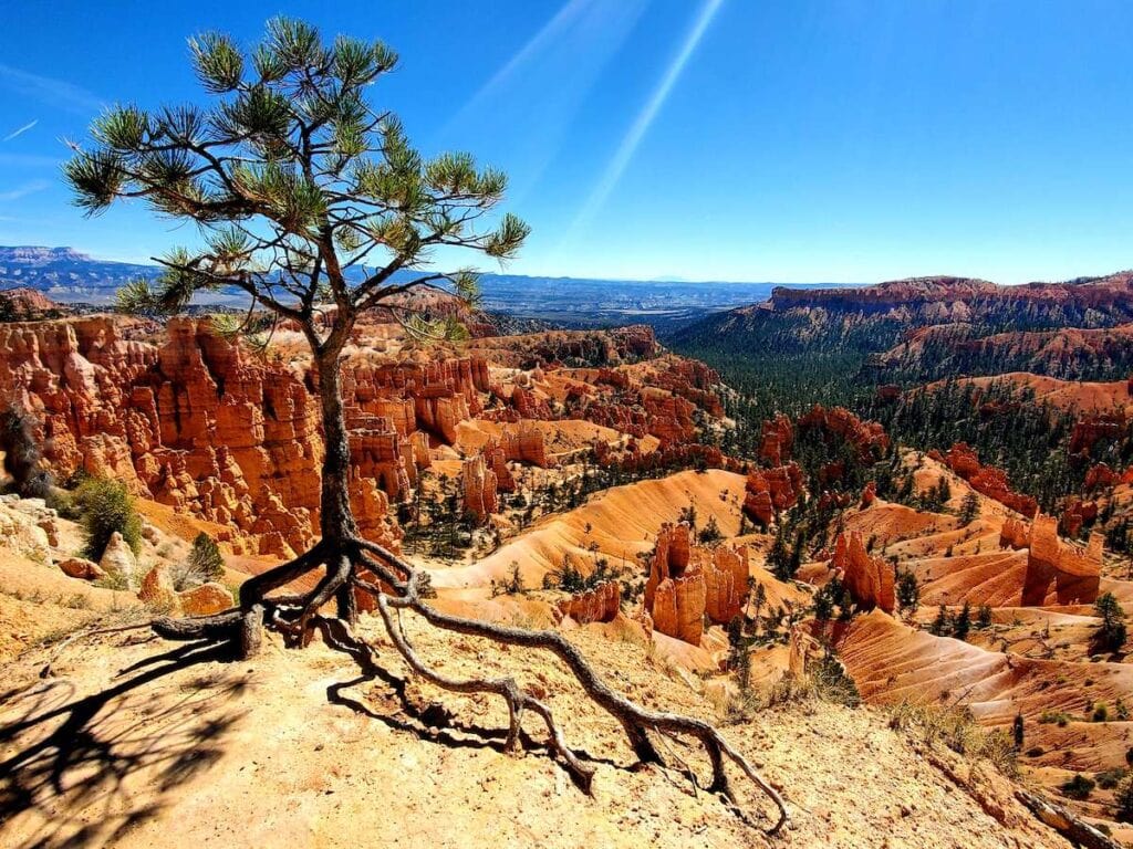 Views out over Bryce Canyon National Park in Utah with red rock ridges and hoodoos and lone tree in foreground