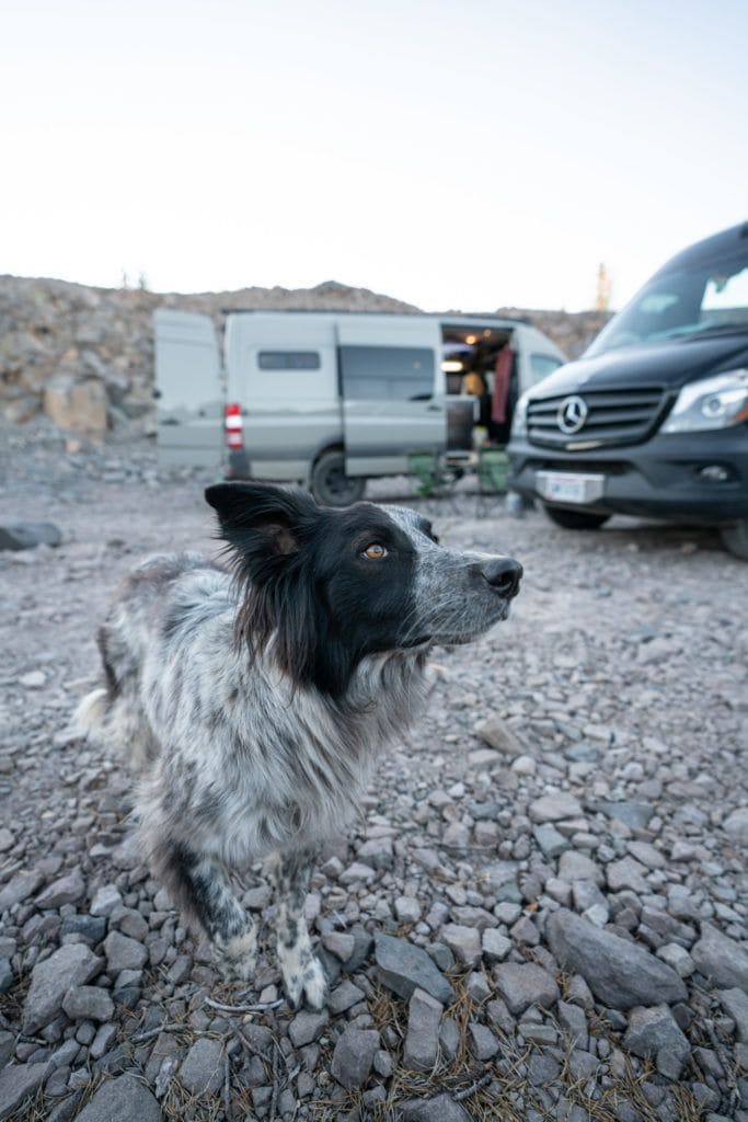 Border Collie at dispersed campsite with Sprinter in background