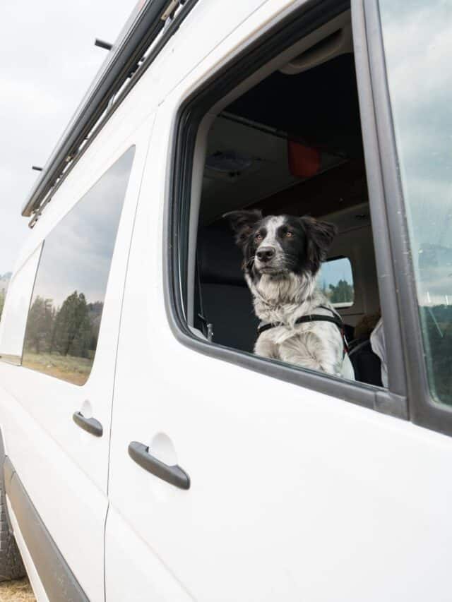 Get 15 practical tips for road trips with your dog, including training & ideas for keeping your dog exercised & entertained on the road.