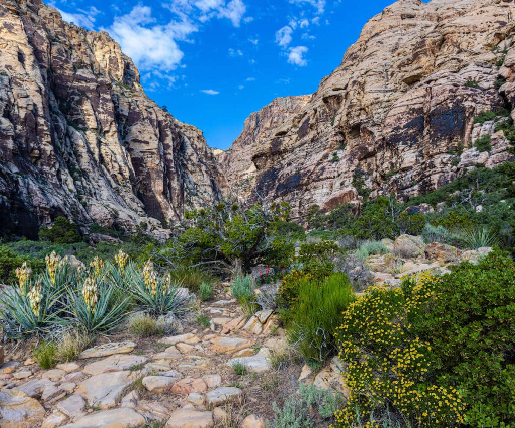 Wildflowers and The Rainbow Mountain Range on The Ice Box Canyon Trail, Red Rock Canyon National Conservation Area, Nevada, USA