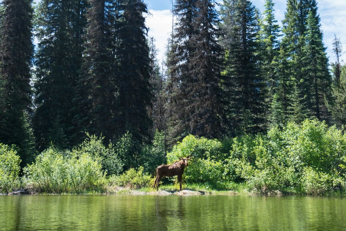 moose on the bank of the Upper North Fork of the Payette River in McCall idaho