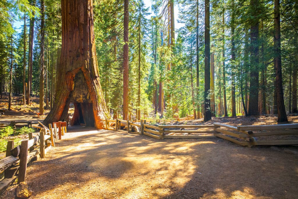 Mariposa grove with sequoia trees in Yosemite National Park