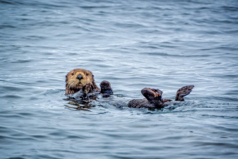 Learn everything you need to know about kayaking with sea otters in Monterey Bay, California including what to expect, what to pack, & more!