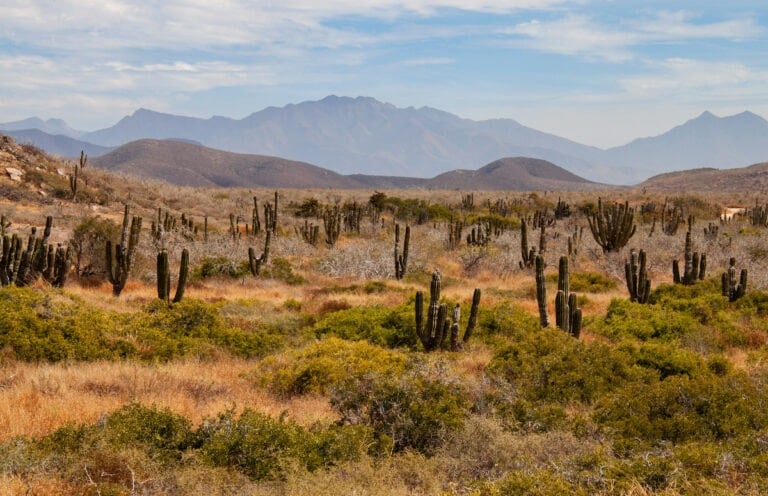 Sierra de Laguna desert landscape in Baja California Sur
