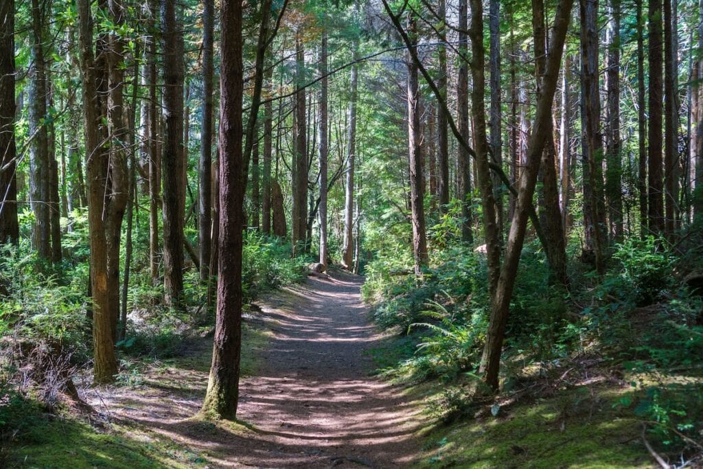 Trail through lush forest at South Slough National Estuarine Research Reserve in Oregon