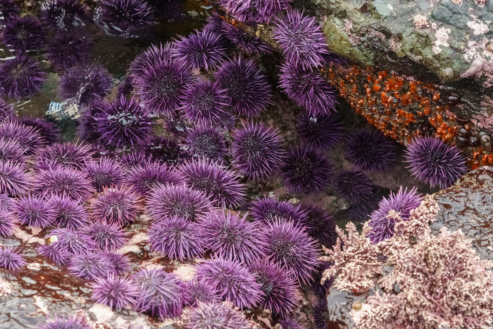 Learn everything you need to know about exploring Channel Islands National Park including where to camp, what to do, gear to pack, and more!