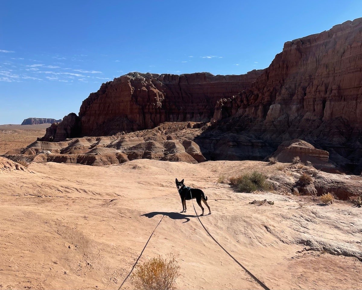 A black cattle dog on a leash walking on the Goblin's Lair Trail in Goblin Valley State Park in Utah